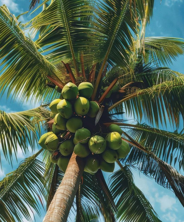 Coconut palm tree — coconut oil ingredient source for Glazy formula