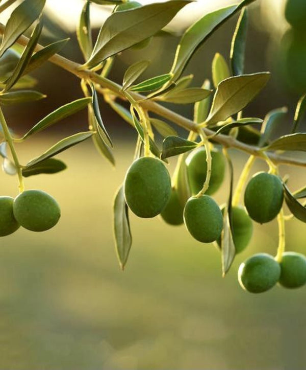 Olive branch with green olives — natural ingredient for Glazy haircare