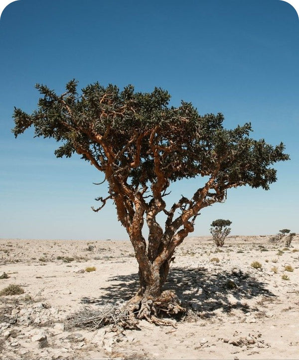 Frankincense tree — natural ingredient source for Glazy hair care
