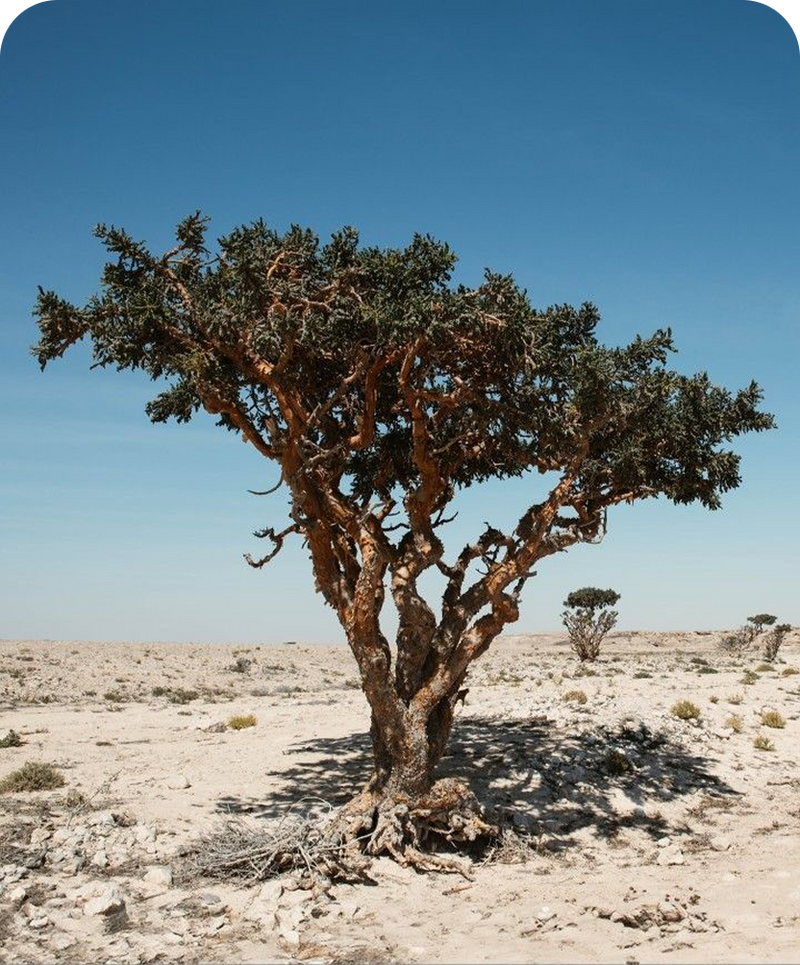 Moroccan Argan Tree